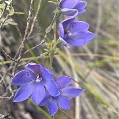 Thelymitra ixioides at Freycinet, TAS - suppressed