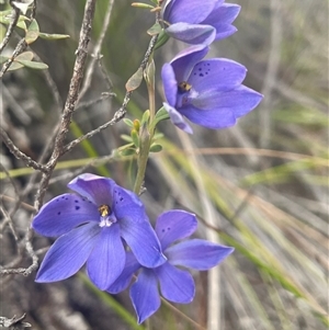 Thelymitra ixioides at Freycinet, TAS - 24 Oct 2024