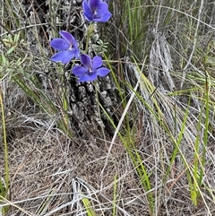 Thelymitra ixioides at Freycinet, TAS - 24 Oct 2024