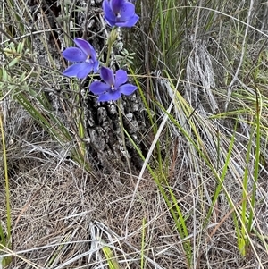 Thelymitra ixioides at Freycinet, TAS - suppressed