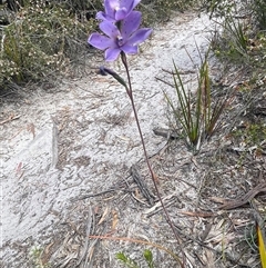 Thelymitra ixioides at Freycinet, TAS - 24 Oct 2024