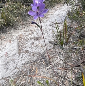 Thelymitra ixioides at Freycinet, TAS - 24 Oct 2024