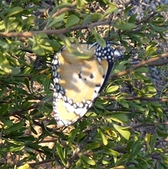 Unidentified Swallowtail (Papilionidae) at Cocklebiddy, WA - 16 Sep 2024 by Paul4K