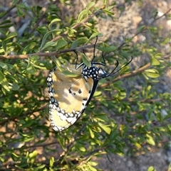 Danaus petilia at Cocklebiddy, WA - 17 Sep 2024 08:08 AM