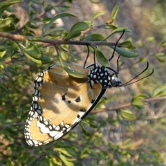 Danaus petilia at Cocklebiddy, WA - 17 Sep 2024 08:08 AM