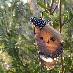 Danaus petilia at Cocklebiddy, WA - 17 Sep 2024 08:08 AM