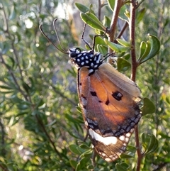 Danaus petilia at Cocklebiddy, WA - 17 Sep 2024 08:08 AM