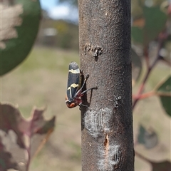 Eurymeloides pulchra (Gumtree hopper) at Wanniassa, ACT - 24 Oct 2024 by gregbaines