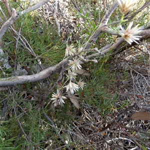 Unidentified Other Wildflower or Herb at Cocklebiddy, WA by Paul4K