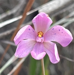 Thelymitra ixioides (Dotted Sun Orchid) at Freycinet, TAS - 24 Oct 2024 by Clarel