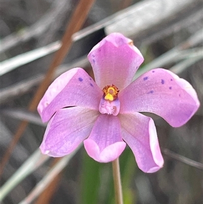 Thelymitra ixioides (Dotted Sun Orchid) at Freycinet, TAS - 24 Oct 2024 by Clarel