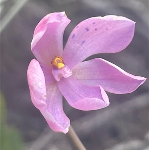 Thelymitra ixioides at Freycinet, TAS - suppressed
