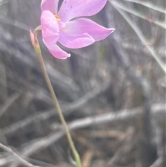 Thelymitra ixioides at Freycinet, TAS - suppressed
