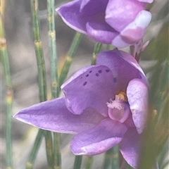 Thelymitra ixioides at Freycinet, TAS - suppressed