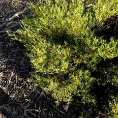 Eremophila alternifolia at Cocklebiddy, WA - 16 Sep 2024 by Paul4K