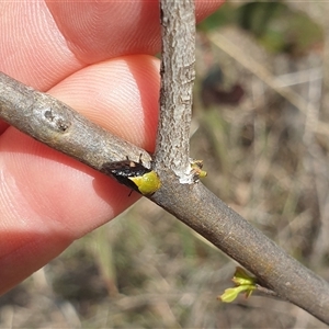 Chaetophyes compacta at Wanniassa, ACT - 25 Oct 2024