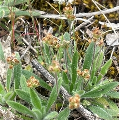 Plantago hispida (Hairy Plantain) at Bendoura, NSW - 19 Oct 2024 by JaneR