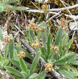 Plantago hispida at Bendoura, NSW - 19 Oct 2024