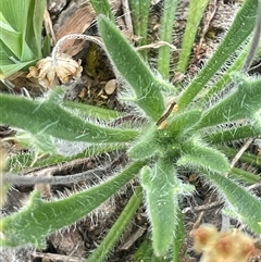 Plantago hispida at Bendoura, NSW - 19 Oct 2024