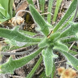 Plantago hispida at Bendoura, NSW - 19 Oct 2024