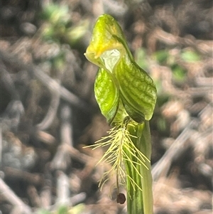 Pterostylis sp. at Freycinet, TAS by Clarel