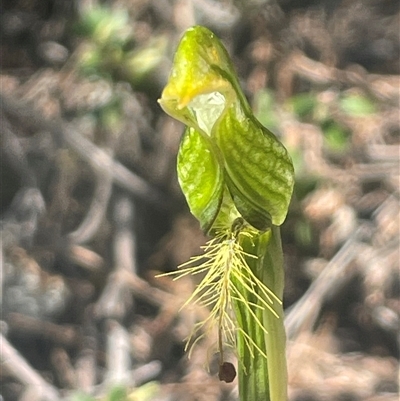 Pterostylis sp. at Freycinet, TAS - 24 Oct 2024 by Clarel