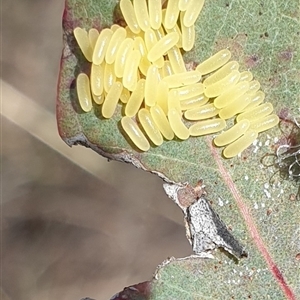 Paropsisterna cloelia at Wanniassa, ACT - 25 Oct 2024