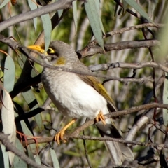 Manorina flavigula (Yellow-throated Miner) at Cocklebiddy, WA - 16 Sep 2024 by Paul4K