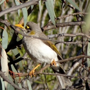 Manorina flavigula (Yellow-throated Miner) at Cocklebiddy, WA by Paul4K