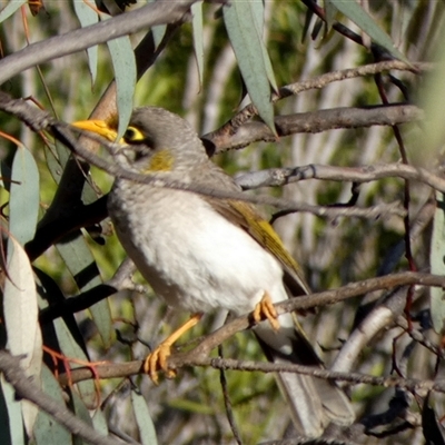 Manorina flavigula (Yellow-throated Miner) at Cocklebiddy, WA - 17 Sep 2024 by Paul4K