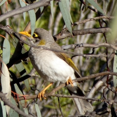 Manorina flavigula (Yellow-throated Miner) at Cocklebiddy, WA - 17 Sep 2024 by Paul4K