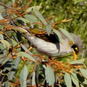 Manorina flavigula at Cocklebiddy, WA - 17 Sep 2024 08:49 AM