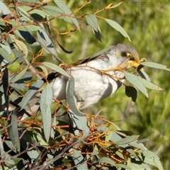 Manorina flavigula at Cocklebiddy, WA - 17 Sep 2024