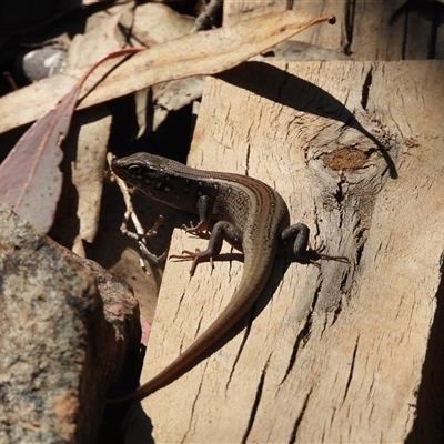 Liopholis whitii at Warrumbungle, NSW - 21 Oct 2024 by DavidDedenczuk