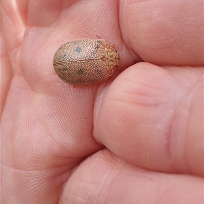 Paropsis atomaria (Eucalyptus leaf beetle) at Wanniassa, ACT - 25 Oct 2024 by gregbaines