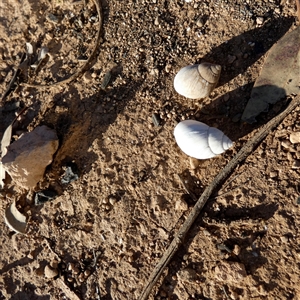 Unidentified Mollusc (Mollusca) at Cocklebiddy, WA by Paul4K