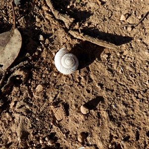 Unidentified Mollusc (Mollusca) at Cocklebiddy, WA by Paul4K