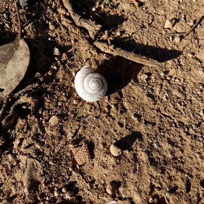 Unverified Mollusc (Mollusca) at Cocklebiddy, WA - 17 Sep 2024 by Paul4K