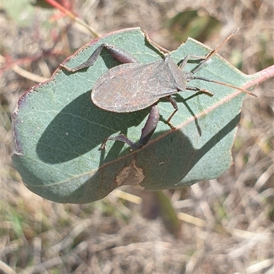 Amorbus (genus) (Eucalyptus Tip bug) at Wanniassa, ACT - 25 Oct 2024 by gregbaines