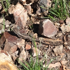 Rankinia diemensis at Warrumbungle, NSW by DavidDedenczuk