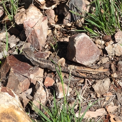 Amphibolurus muricatus (Jacky Lizard) at Warrumbungle, NSW - 21 Oct 2024 by DavidDedenczuk