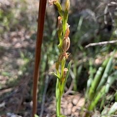 Pterostylis sp. at Freycinet, TAS - 23 Oct 2024 by Clarel