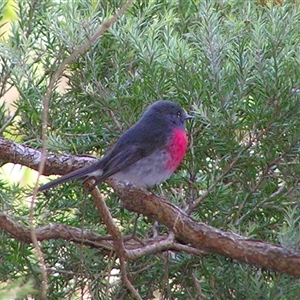 Petroica rosea at Shannondale, NSW - 25 Oct 2024 03:39 PM