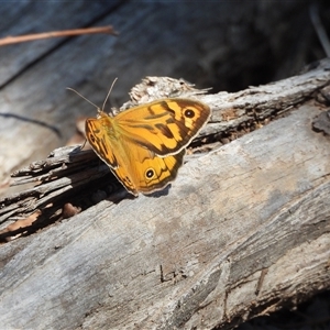 Heteronympha merope at Warrumbungle, NSW - 21 Oct 2024