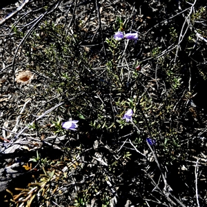 Eremophila sp. at Nullarbor, SA by Paul4K