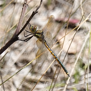 Hemicordulia tau at Gundary, NSW - 20 Oct 2024