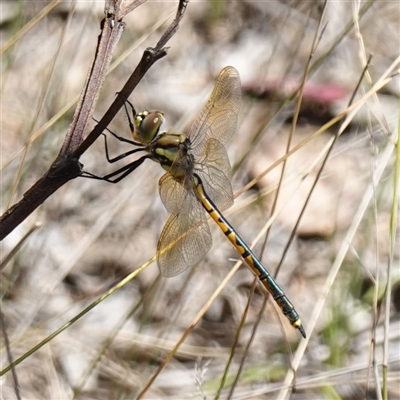 Hemicordulia tau (Tau Emerald) at Gundary, NSW - 20 Oct 2024 by RobG1