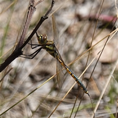 Hemicordulia tau at Gundary, NSW - 20 Oct 2024