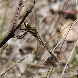 Hemicordulia tau at Gundary, NSW - 20 Oct 2024