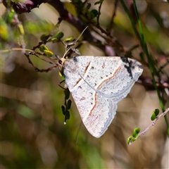 Antasia flavicapitata (Yellow-headed Heath Moth (Oenochrominae)) at Mount Clear, ACT - 24 Oct 2024 by DPRees125